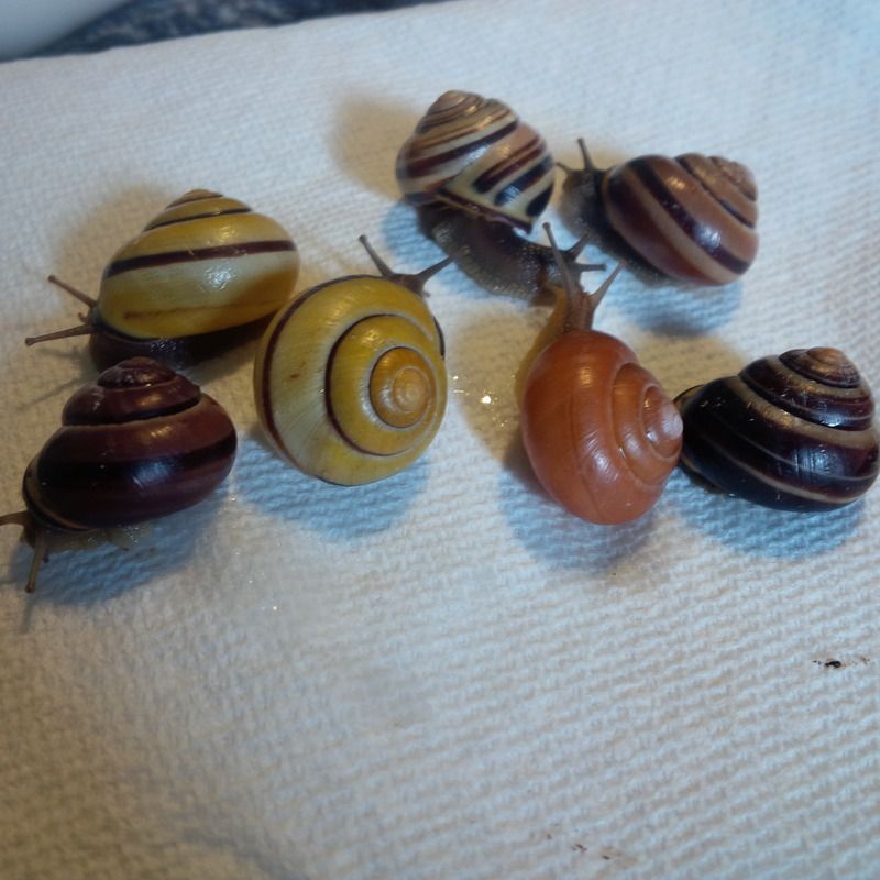Snails for sale Canada shipper PetSnails Forum